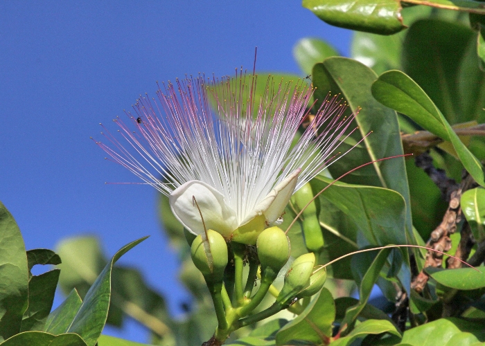 North Queensland Plants Lecythidaceae